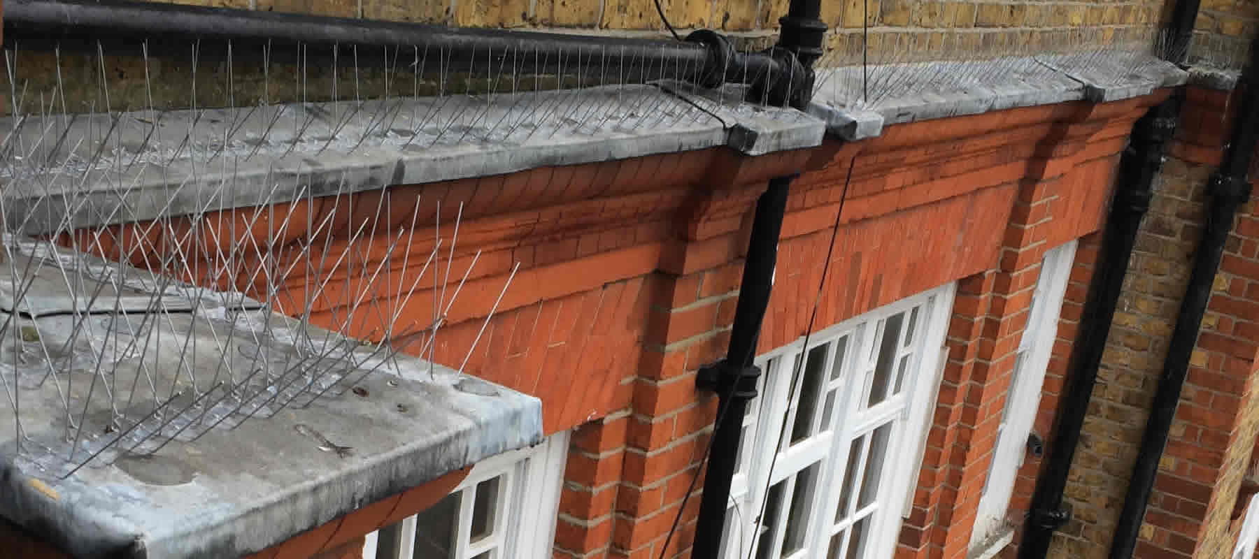 pigeon spikes Bromley