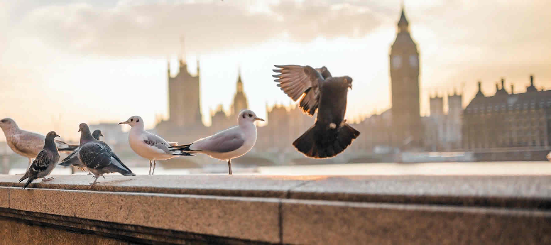pest bird deterrents Greenwich
