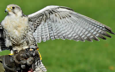 birds of prey deterrent Ashford