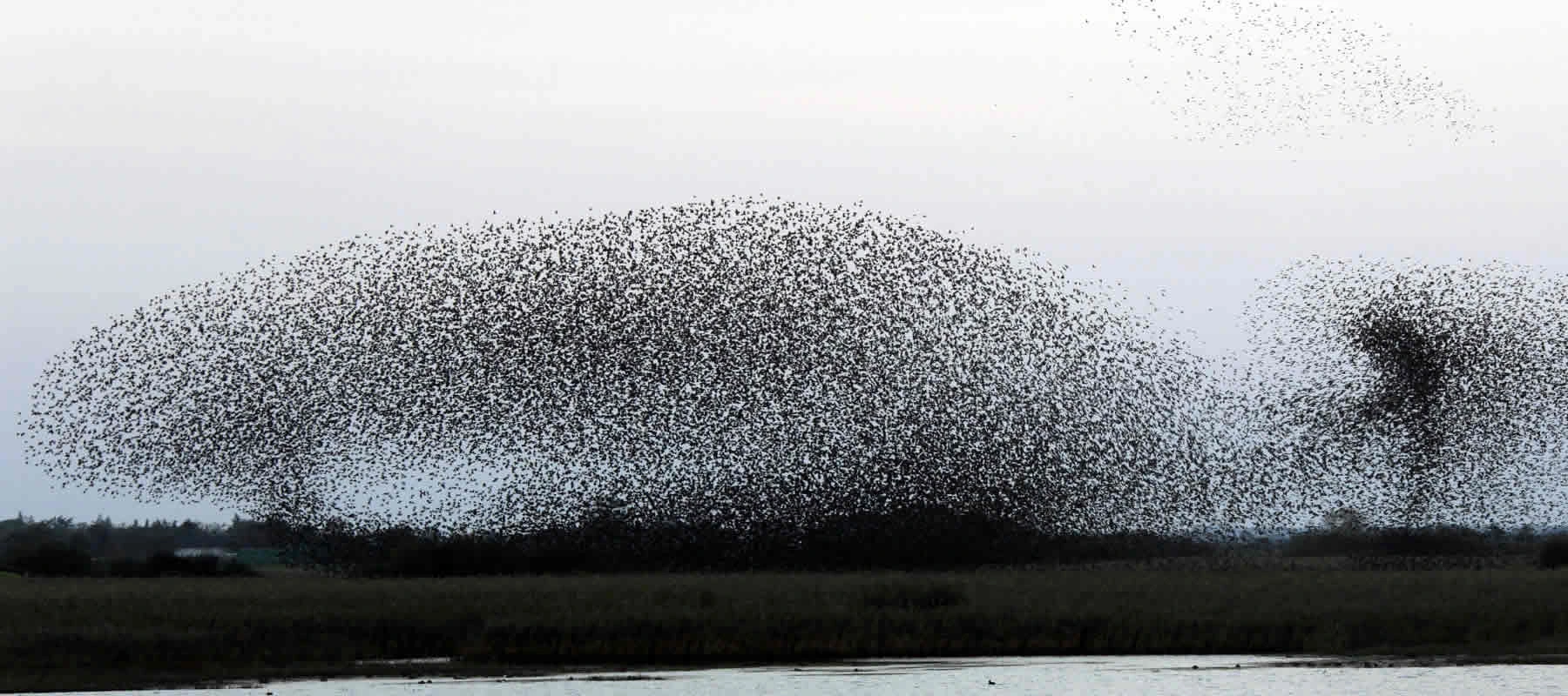 starling deterrent