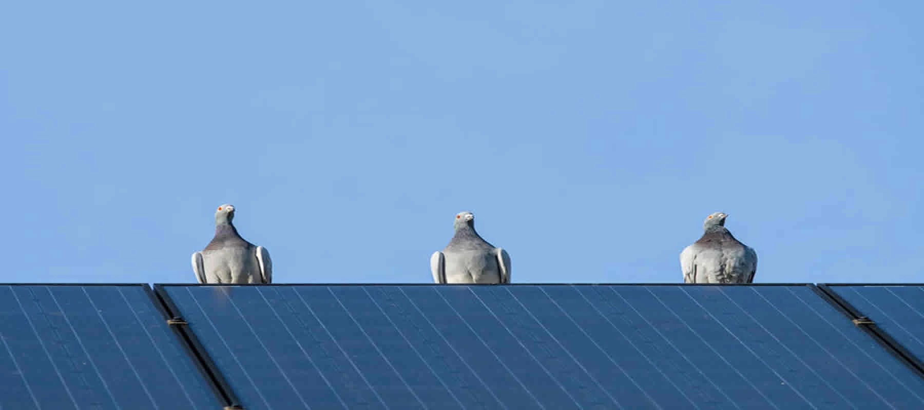 solar panel bird proofing